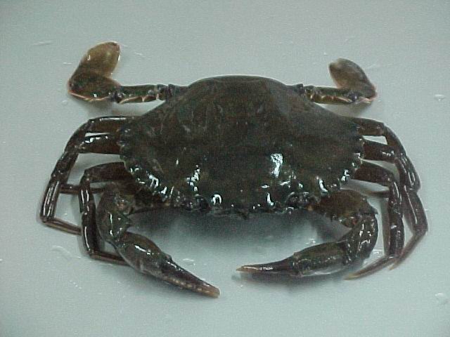 Frozen Soft Shell Crab